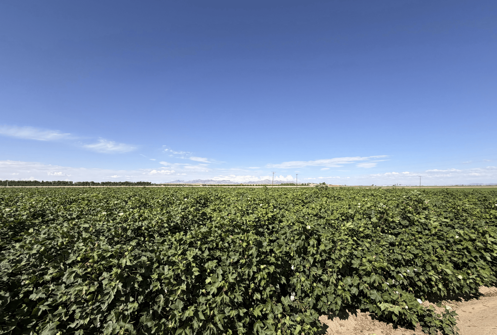 Cotton field and raw cotton at farm in Blythe, CA